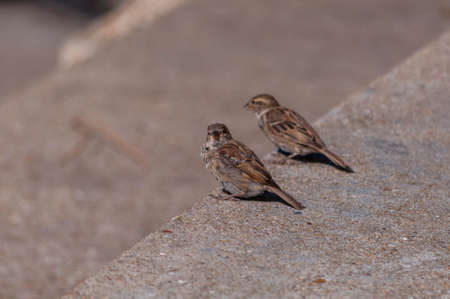 A couple of sparrows eating bread on a sidewalk.の写真素材