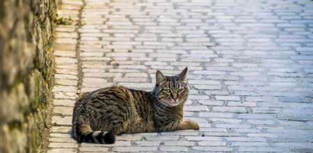 A European type cat, lying on the ground, looks at its photographer.の写真素材