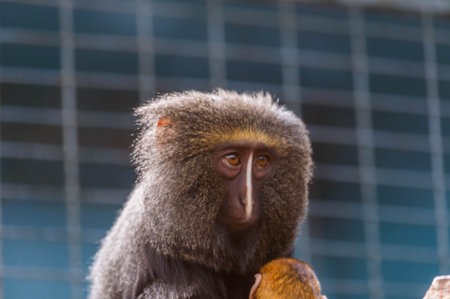 Mother mandrill and her baby, photographed in an animal park.