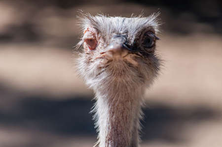 Ostrich head photographed in an animal park.の写真素材