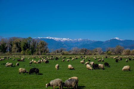 Landscape of the Corsica countryside with sheep in a meadow against the backdrop of snowy peaks....