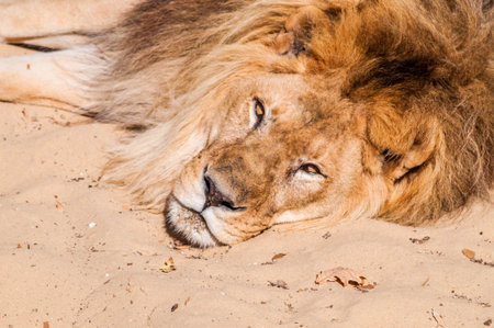 Lion photographed in an animal parkの写真素材