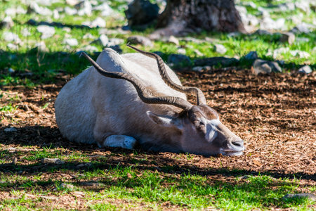 addax, fighting, photographed in an animal park.の写真素材