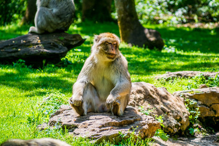 Barbary macaque or Magot photographed in an animal park.