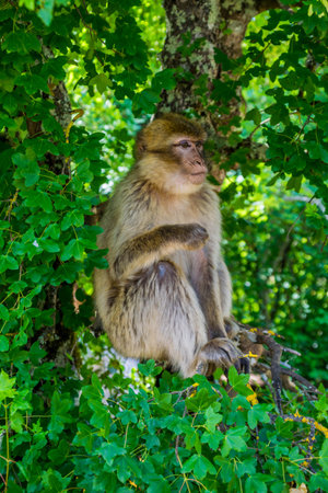 Barbary macaque or Magot photographed in an animal park.