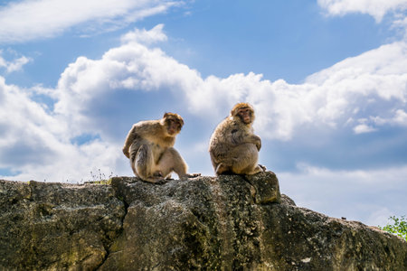 Barbary macaque or Magot photographed in an animal park.