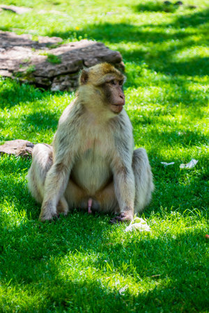 Barbary macaque or Magot photographed in an animal park.