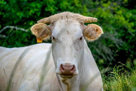 Cow photographed in the French countryside.
