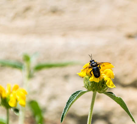 Bee foraging on a yellow flower in spring.の写真素材