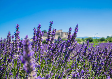 Grignan, medieval village of Drme in Auvergne-RhÃ´ne-Alpes, France,の写真素材