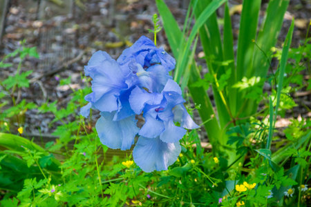 Flowers photographed at random from walks