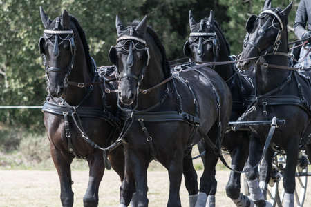 Training and handling of horse for competitionsの写真素材