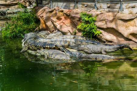 Crocodile, dangerous prehistoric predatory reptile.