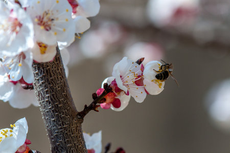 Blossoming apricot tree and foraging bee.