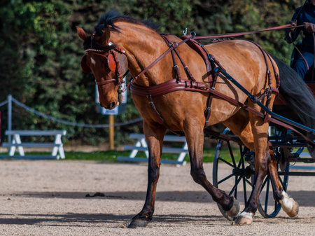 Driving, dressage, maneuverability, horse riding competition