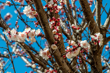 Flowering fruit tree in spring.の写真素材