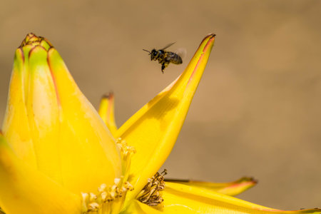 Dwarf banana tree, tropical plant.の写真素材