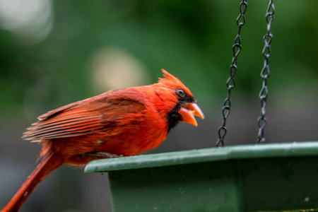 Male Northern Cardinal (cardinalis cardinalis) on a feederの写真素材