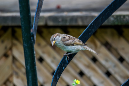 A sparrow sits on a metal fence in the summer sun.の写真素材