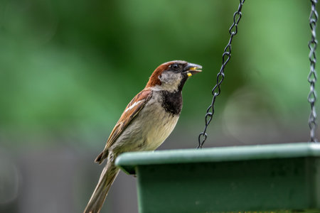 House Sparrow (Passer domesticus) perched on a feederの写真素材