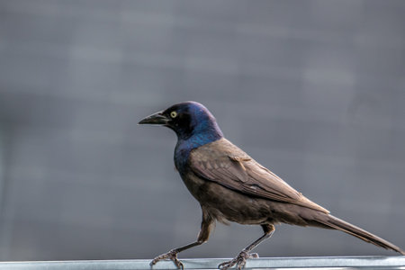 Common Grackle in a garden in Montreal, Canada.