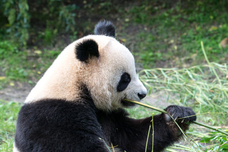 Giant panda bear eating bamboo in the zoo, Chengdu, Chinaの写真素材