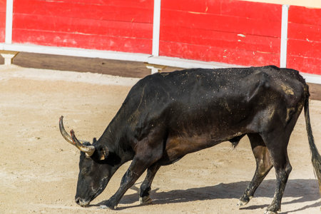 Camargue Race, sport and tradition in Camargue in the south of France.の写真素材