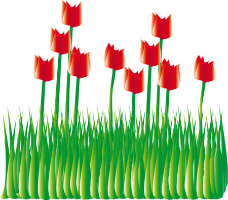 tulips in bloomのイラスト素材