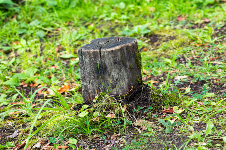 old stump on the bright green grass
