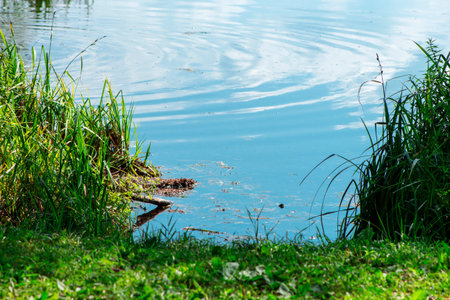 green river with views of the beautiful nature