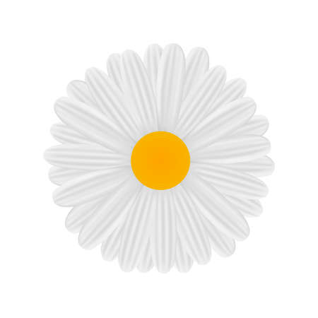 Chamomile vector illustration on white background.のイラスト素材