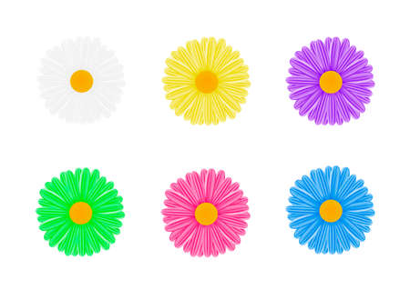 Chamomile.The flowers are multicolored. vector illustration on white background.のイラスト素材