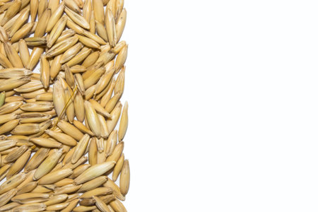 The texture of the oats.Background of oat seeds.