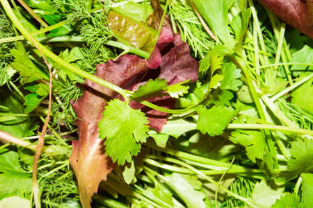 Bright greens for cooking salad.の写真素材