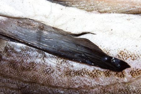 Pollock fish raw.
