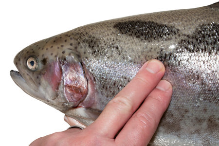 Fresh trout.Checking the freshness of fish.