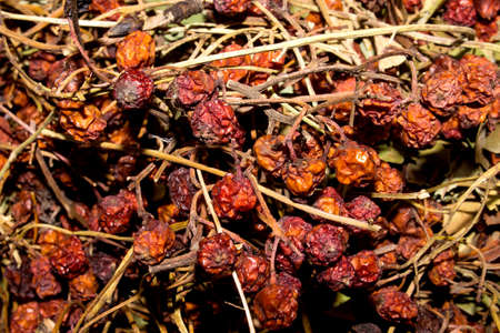 Dried mountain ash.の写真素材