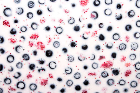 Wild berries with milk.の写真素材