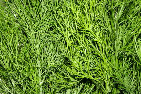 Dill.Fresh green dill.Dill background top view.