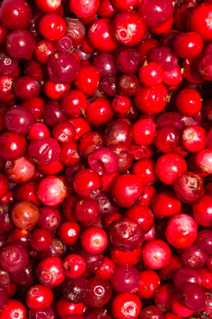 Cowberry berries.Background of cranberries.の写真素材