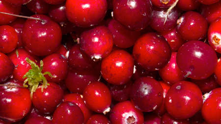 Forest berry cranberry. Background of cranberry.の写真素材