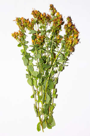 St. John's wort.Background of dried St. John's wort.の写真素材