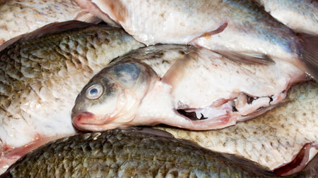 Fish crucian. Fresh freshwater fish. Background of fresh fish.