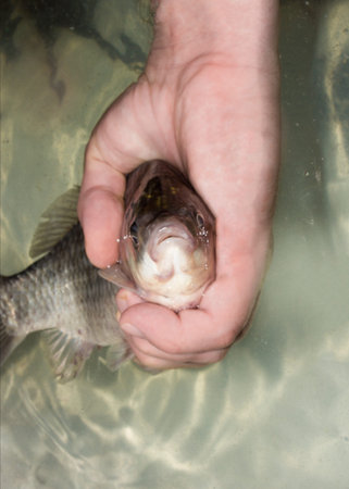 Live fish crucian. Background live fresh fish.