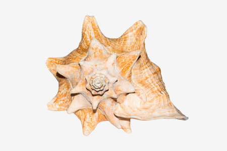 Sea shell on white background.Background with sea shells.