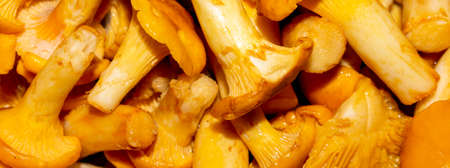 Background with chanterelle mushrooms.Chanterelle mushrooms are washed and ready to cook.の写真素材