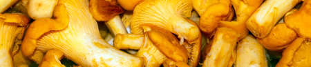 Background with chanterelle mushrooms.Chanterelle mushrooms are washed and ready to cook.の写真素材
