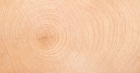 The texture of juniper wood in the section.Juniper tree background.の写真素材