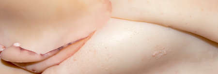 Squid carcass, top view. The background cleaned squid. Fresh raw squid carcass.の写真素材