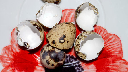 The shell of quail eggs.Empty quail eggs.An empty eggshell.